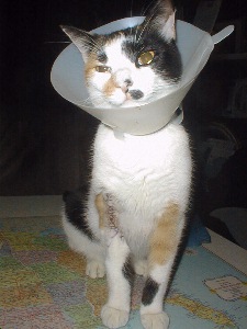 Frankencat All Dressed Up and No Place to Go.