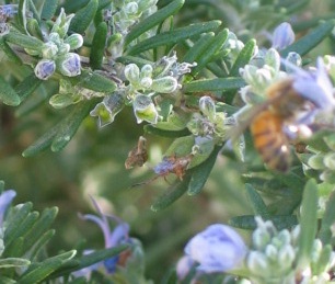 This is really a picture of a bee and a flower.