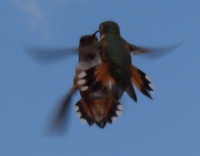 Light Saber Birds
