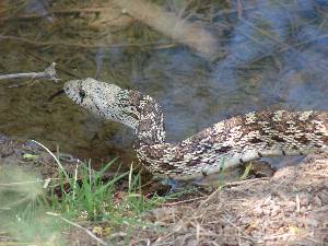 Gopher Snake