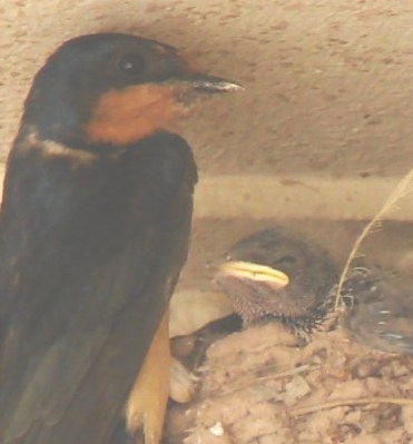 Barn Swallow
Nest
