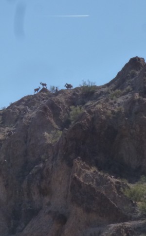 Big Horn Sheep on Saddle Mtn. Photo by Greg.