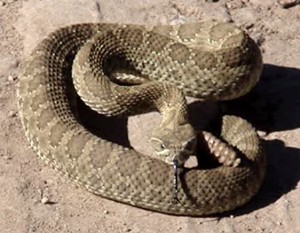 Rattle in the Back Yard