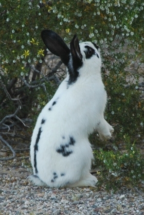 Easter Bunny
                  Escapes