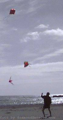 Kites on the beach